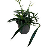 Hoya Longifolia (Mum Çiçeği)