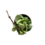 Hoya Carnosa 'Compacta' (Mum Çiçeği)
