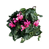 Cyclamen Persicum 'Pink' (Sıklamen Çiçeği)
