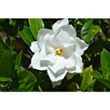 Gardenya Çiçeği Fidanı 10-20 cm