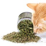 Catnip Doğal Kedi Otu - Kedi Nanesi Şişe İçinde