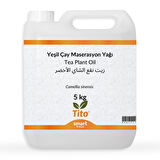 Yeşil Çay Maserasyon Yağı Camellia sinensis 5 kg