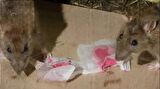 Girist Badcat Koku Yaptırmayan Kesin Etkili Fare Pastası Zehiri 10 x 10 gr