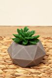 M'art Home Sukulent Mum 10 cm