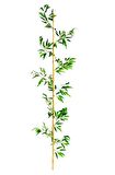 Yapay Bambu Sopası 10 Yapraklı 150 cm Yapay Çiçek Bambu Duvarı