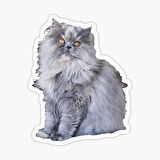 Cins Kedi İran Kedisi Araba Oto Sticker Etiket Renkli V4