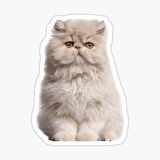 Cins Kedi İran Kedisi Araba Oto Sticker Etiket Renkli Z4