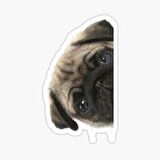 Pug Irkı Cinsi Köpek Sticker Araba Oto Yapıştırması 17CM N8