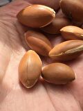1 Adet Argan Tohum Spinosa Tip