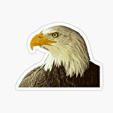 Araba için Kartal Oto Sticker Yapıştırması Etiket  17CM w2