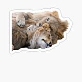 Aslan Ailesi Araba Oto Sticker Yapıştırma Etiket 17CM q7