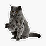 British Shorthair Kedi Araba Oto Sticker Yapıştırma Etiket 17CM z2