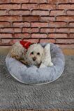 Cookie Pet Sherpa Üstü Açık 60 cm Gri Küçük - Orta Irk Köpek Yatağı