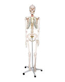 Temel Büyük İskelet Modeli 160 Cm