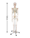 Temel Büyük İskelet Modeli 160 Cm
