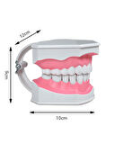 Temel Diş Modeli Fırçalı 12 cm