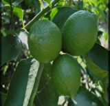 Tahiti lime içi dışı yeşil bol sulu limon fidanı
