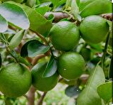 Tahiti lime içi dışı yeşil bol sulu limon fidanı