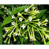 GECE SEFASI Limon Çiçeği Melisa (Torbalı) GECE SEFASI Limon Çiçeği Melisa (Torbalı)