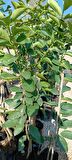 Çekirdeksiz Limon fidanı içi dışı yeşil 1m (Tahiti lime)