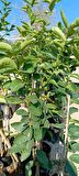 Çekirdeksiz Limon fidanı içi dışı yeşil 1m (Tahiti lime)