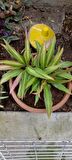 Cordyline Fruticosa saksılı salon bitkisi