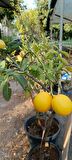 Tüplü aşılı yediveren limon fidanı 2 yaş 1m