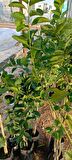 Tüplü aşılı yediveren limon fidanı 2 yaş 1m