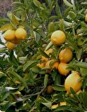Tüplü aşılı yediveren limon fidanı  100/130cm
