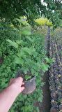 Çınar kartopu{boy 15 ila 20cm}