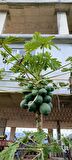 Meyve verme yaşında tüplü papaya fidanı boy 150/200 cm