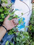 Saksılı mum çiçegi hoya cornosa