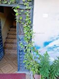 Saksılı mum çiçegi hoya cornosa