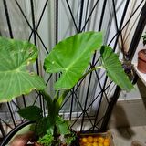Anthurium alacasia fil kulağı ( 40/60 cm)