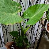Anthurium alacasia fil kulağı ( 40/60 cm)