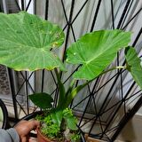 Anthurium alacasia fil kulağı ( 40/60 cm)
