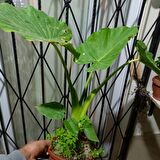 Anthurium alacasia fil kulağı ( 40/60 cm)