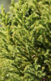 Cryptomeria japonica Japon Kadife Çamı fidanı 40/60 cm