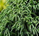 Cryptomeria japonica Japon Kadife Çamı fidanı 40/60 cm