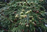 Cryptomeria japonica Japon Kadife Çamı fidanı 40/60 cm