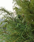 Cryptomeria japonica Japon Kadife Çamı fidanı 40/60 cm