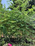 Tüplü Şifalı Moringa Ağacı Fidanı(BOY  150 İLA 2 M)