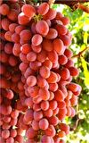 Tüplü Fidan Crimson Seedles Üzüm Fidanı