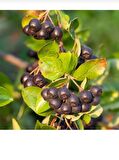 Tüplü soguklara dayanıklı aronya aronia Rus bery fidanı