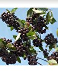 Tüplü soguklara dayanıklı aronya aronia Rus bery fidanı
