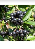 Tüplü soguklara dayanıklı aronya aronia Rus bery fidanı