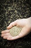 Çim Tohumu Ithal 6'li Karışım Grand Master Seed 6 m Mix 1 kg