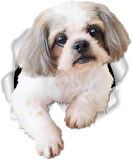Shih Tzu köpek araba Sticker Yapıştırması 18 Cm