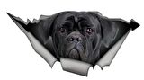 Cane Corso Araba Sticker Yapıştırması 20 Cm Arka Cam kırılma Efekti