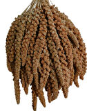 Kuşlar İçin Kızıl Dal Darı 150 gr